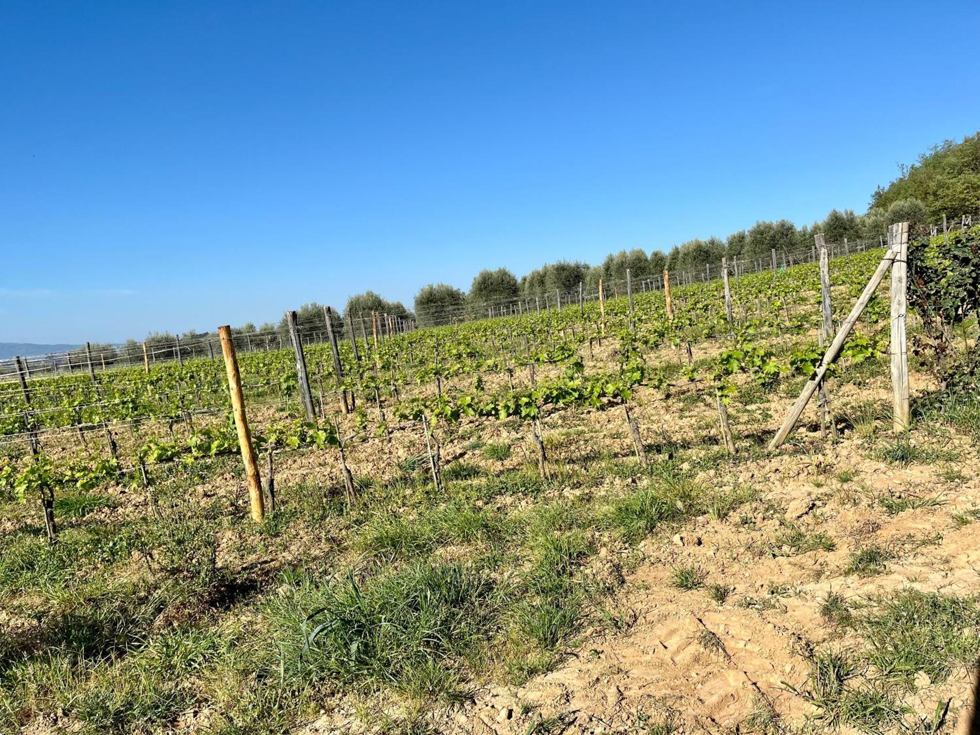 Agriturismo Le Querciole In Val D'Orcia Bagno Vignoni Bagian luar foto